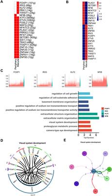 A Single-Cell Transcriptome Atlas of the Human Retinal Pigment Epithelium